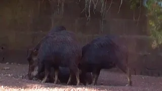 A.K.5000 White-Lipped Peccary