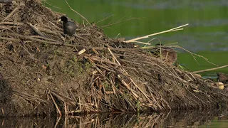 North American wildlife on a northern USA Beaver lodge, an ecosystem in itself