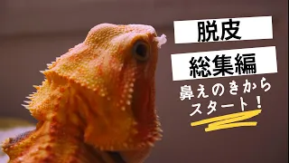 フトアゴ脱皮まとめ【鼻えのきからスタート】鼻・耳・手・足・口・体の脱皮まとめてみました。