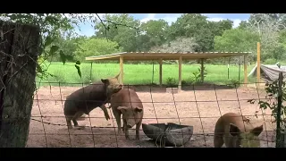 pigs mating (graphic, some my find offensive)(1)