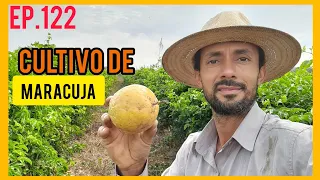 Melhor espaçamento para plantar maracuja/Maracuja amarelo/Recuperado as parreiras de maracuja.