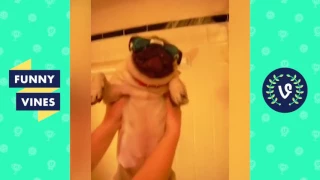 Adorable Pug Compilation - Cute Dog Videos | Funny Vines part 4