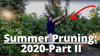 Examples of How to SUMMER PRUNE FRUIT TREES! | Is it Too Late for Summer Pruning? 2020 PART 2