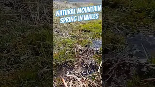 Natural mountain spring in the Brecon Beacons/ Bannau Brycheiniog #wales