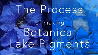 The Process of Making Botanical Lake Pigments