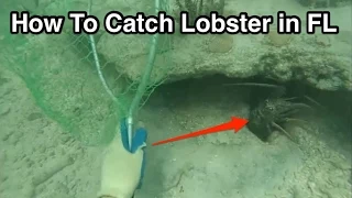 How to Catch Lobster in the Florida Keys While Snorkeling