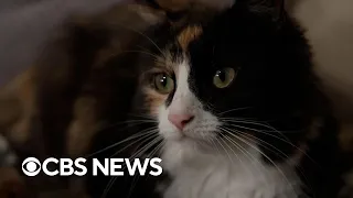 Cat saves diabetic owner's life