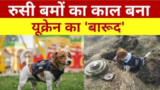 Patron the mine-sniffing Dog, Awarded for His Heroism : रुसी बमों का काल बना यूक्रेन का ये  'बारूद'