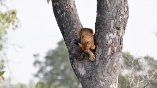 Frightened Lion Cub Gets Stuck High in a Tree | Virtual Safari Clips