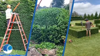 The best Relaxing and Satisfying Landscaping Hedge Trimming #shorts #compilation  #2023