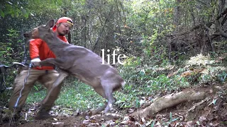 A Moment of The Life: Wild Deer Catch and Cook in The Japanese Countryside