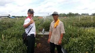 Springkler hasil karya Pak Binar Petani Cabe dari Kota Dumai