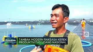 Top! KKP Bangun Tambak Udang Modern Raksasa, Segini Produksinya