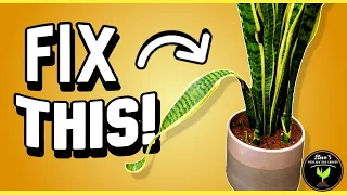 Rescue Guide: SAVE Your ROOT-BOUND Snake Plant!