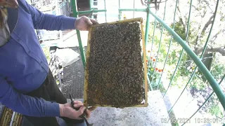 Постановка второго корпуса по принципу дупла.Как правильно расширять гнездо пчел весной.