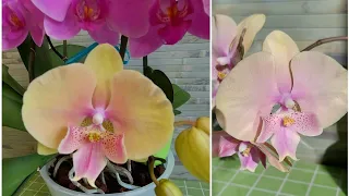 БигЛип 🌈 Радуга  🌈  Lianher Rainbow. Цветение маленьких орхидей в размере 1,7