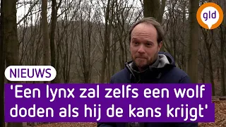 'De lynx komt naar Gelderland!'