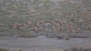 Dinosaur National Monument Elk Rut