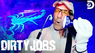 Mike Rowe Hunts Venomous Scorpions in the Desert | Dirty Jobs