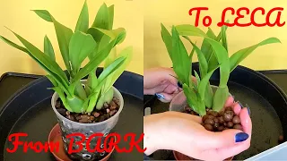 Transitioning Oncidium orchid into Leca | Self watering |Semi hydro | Inorganic Media