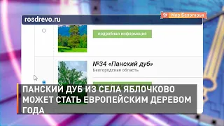Панский дуб из села Яблочково может стать Европейским деревом года