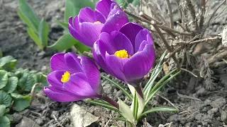 The garden has woken up and is changing every day.