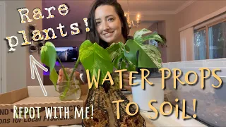 Repotting my variegated monstera | rare plants | water propagations to soil