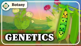 What Do Pea Plants Have To Do With Your Eye Color? (Mendelian Genetics): Crash Course Botany #10