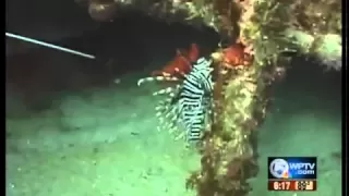 New device to destroy 'lion fish'