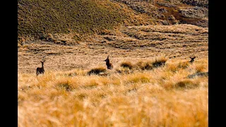 Hunting Fallow Bucks & Red Stags