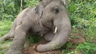 Kaavan Male Elephant Sleeping In The Jungle To Celebrate World Elephant Day - ElephantNews