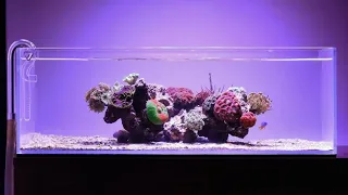 Minimalistic NANO Shallow Reef Tank!