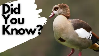 Things you need to know about EGYPTIAN GEESE