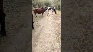 big bull and cow 🐄 meet viral shorts