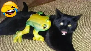 Funny Animals 2024 😂 | Funniest Cats And Dogs Video 😸 | Funny Videos Series 11