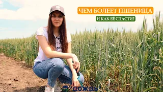 Чем болеет пшеница и как её спасти?