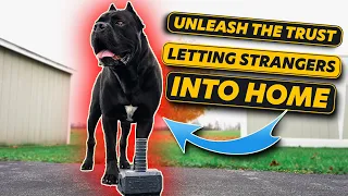 Unleash the Trust: Safely Let Strangers in Home With Dog