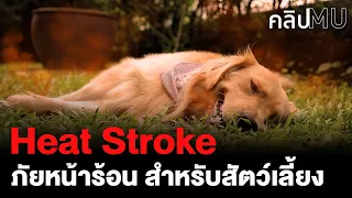 Heat Stroke (โรคลมแดด) ภัยหน้าร้อนสำหรับสัตว์เลี้ยง | คลิป MU