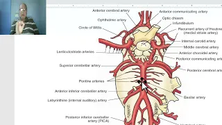 Anatomy of CNS Module in Arabic 2024 (Pons, part 1), by Dr. Wahdan.