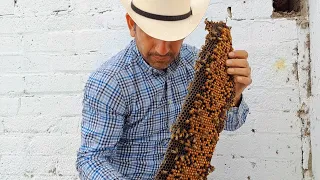 bees herald honey | abejas asesinas | killer bees | not the bees | queen bee reina bees swarm attack