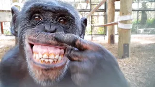 Chimpanzees React to Their Reflections in a Mirror