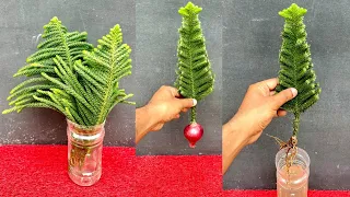 Growing Christmass tree cutting in pot. Easy way to propagate a christmass tree at home.