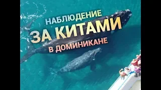 Киты в Доминикане