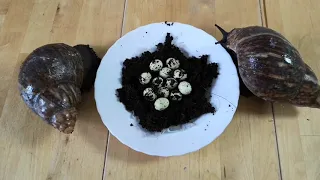 Günther & Bubbles haben Eier gelegt (Achachatina Marginata Ovum)