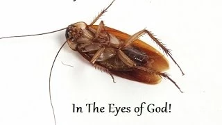 Do You Want To Be A Cockroach or A Child of God