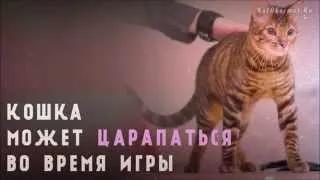 Как отучить котенка кусаться и царапаться - 10 советов