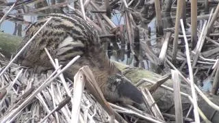 Bittern & Extraordinary Neck