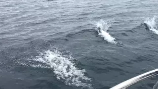 Dall's Porpoises Bow Surfing in SE Alaska