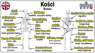 Kości po angielsku - Szkielet człowieka z obrazkami - Język Angielski