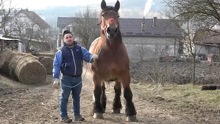 Caii lui Sile de la Iclod, Cluj - 2024 Nou!!!